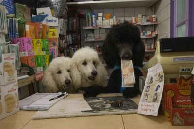 Encuentra tu Veterinaria abierta en Flores – Cerca de Ti