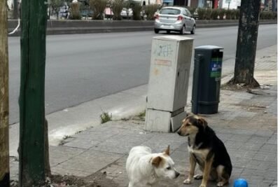 Encuentra tu Veterinaria abierta en Lomas de Zamora – Cerca de Ti