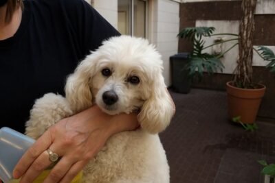 Encuentra tu Veterinaria abierta en Parque Centenario – Cerca de Ti