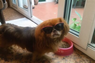 Encuentra tu Veterinaria abierta en Villa Pueyrredón – Cerca de Ti