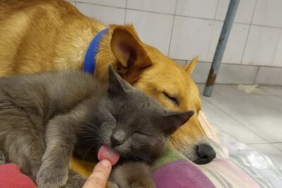 Encuentra tu Veterinaria abierta en Villa Urquiza – Cerca de Ti